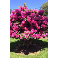 Рододендрон Нова Зембла | Rhododendron Nova Zembla| Рододендрон Нова Зембла (красный, вечнозелёный)