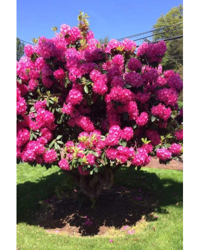 Рододендрон Нова Зембла | Rhododendron Nova Zembla| Рододендрон Нова Зембла (красный, вечнозелёный)