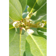 Рододендрон Нова Зембла | Rhododendron Nova Zembla| Рододендрон Нова Зембла (красный, вечнозелёный)