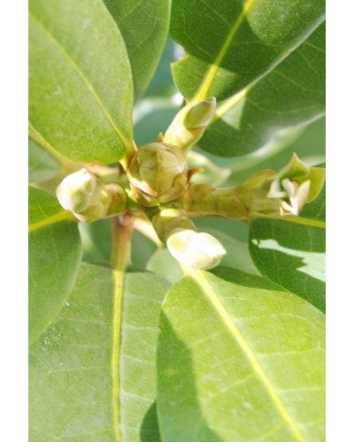 Рододендрон Нова Зембла | Rhododendron Nova Zembla| Рододендрон Нова Зембла (красный, вечнозелёный)