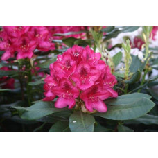 Рододендрон Нова Зембла | Rhododendron Nova Zembla| Рододендрон Нова Зембла (красный, вечнозелёный)