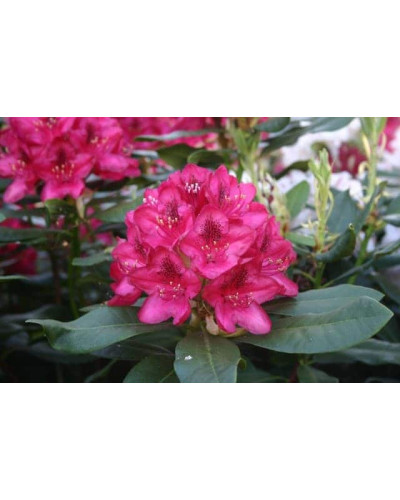 Рододендрон Нова Зембла | Rhododendron Nova Zembla| Рододендрон Нова Зембла (красный, вечнозелёный)