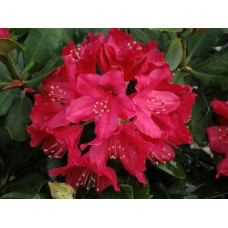 Рододендрон Нова Зембла | Rhododendron Nova Zembla| Рододендрон Нова Зембла (красный, вечнозелёный)