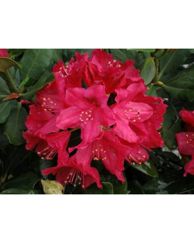 Рододендрон Нова Зембла | Rhododendron Nova Zembla| Рододендрон Нова Зембла (красный, вечнозелёный)