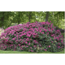 Рододендрон Нова Зембла | Rhododendron Nova Zembla| Рододендрон Нова Зембла (красный, вечнозелёный)