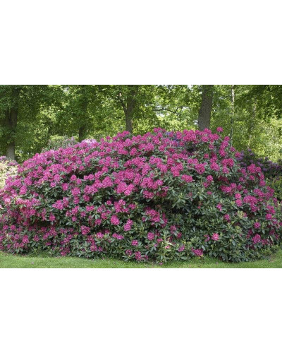 Рододендрон Нова Зембла | Rhododendron Nova Zembla| Рододендрон Нова Зембла (красный, вечнозелёный)
