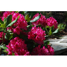 Рододендрон Нова Зембла | Rhododendron Nova Zembla| Рододендрон Нова Зембла (красный, вечнозелёный)