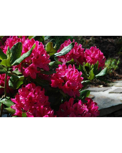 Рододендрон Нова Зембла | Rhododendron Nova Zembla| Рододендрон Нова Зембла (красный, вечнозелёный)