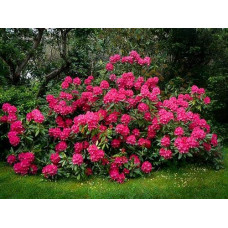 Рододендрон Нова Зембла | Rhododendron Nova Zembla| Рододендрон Нова Зембла (красный, вечнозелёный)
