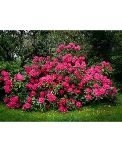 Рододендрон Нова Зембла | Rhododendron Nova Zembla| Рододендрон Нова Зембла (красный, вечнозелёный)