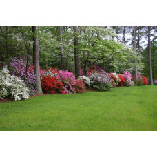 Рододендрон Нова Зембла | Rhododendron Nova Zembla| Рододендрон Нова Зембла (красный, вечнозелёный)