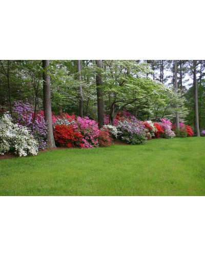 Рододендрон Нова Зембла | Rhododendron Nova Zembla| Рододендрон Нова Зембла (красный, вечнозелёный)