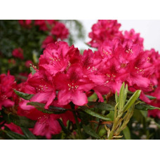 Рододендрон Нова Зембла | Rhododendron Nova Zembla| Рододендрон Нова Зембла (красный, вечнозелёный)