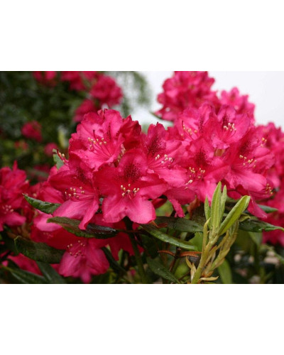 Рододендрон Нова Зембла | Rhododendron Nova Zembla| Рододендрон Нова Зембла (красный, вечнозелёный)