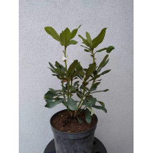 Рододендрон Нова Зембла | Rhododendron Nova Zembla| Рододендрон Нова Зембла (красный, вечнозелёный)