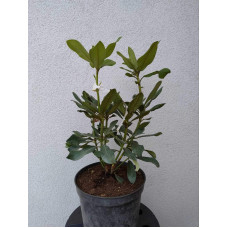 Рододендрон Нова Зембла | Rhododendron Nova Zembla| Рододендрон Нова Зембла (красный, вечнозелёный)
