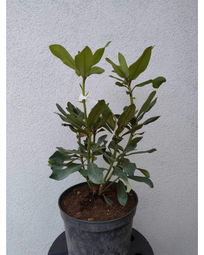 Рододендрон Нова Зембла | Rhododendron Nova Zembla| Рододендрон Нова Зембла (красный, вечнозелёный)