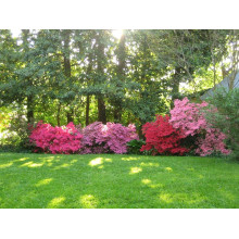 Рододендрон Нова Зембла | Rhododendron Nova Zembla| Рододендрон Нова Зембла (красный, вечнозелёный)