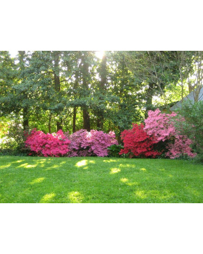 Рододендрон Нова Зембла | Rhododendron Nova Zembla| Рододендрон Нова Зембла (красный, вечнозелёный)