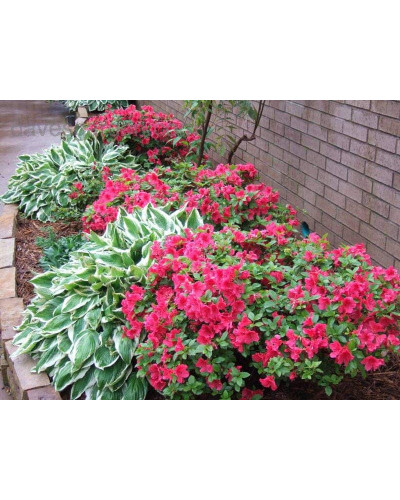 Рододендрон Нова Зембла | Rhododendron Nova Zembla| Рододендрон Нова Зембла (красный, вечнозелёный)