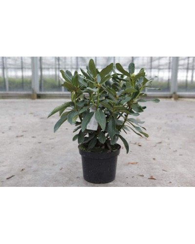 Рододендрон Нова Зембла | Rhododendron Nova Zembla| Рододендрон Нова Зембла (красный, вечнозелёный)
