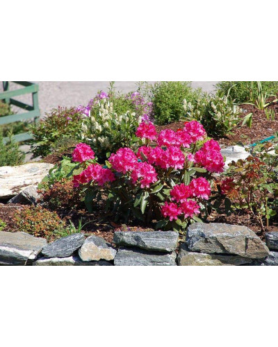 Рододендрон Нова Зембла | Rhododendron Nova Zembla| Рододендрон Нова Зембла (красный, вечнозелёный)