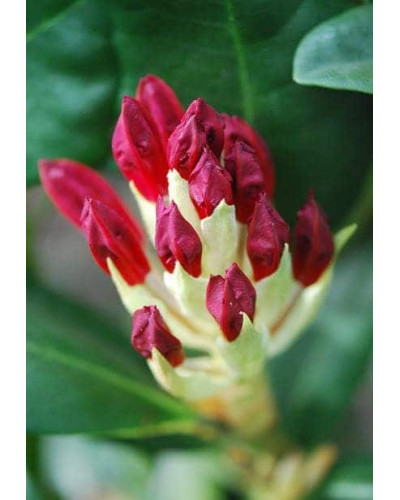 Рододендрон Нова Зембла | Rhododendron Nova Zembla| Рододендрон Нова Зембла (красный, вечнозелёный)