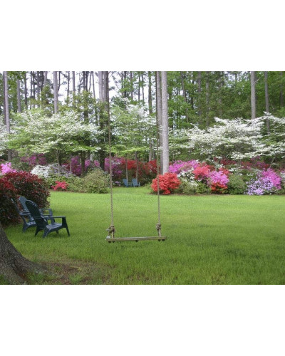 Рододендрон Нова Зембла | Rhododendron Nova Zembla| Рододендрон Нова Зембла (красный, вечнозелёный)