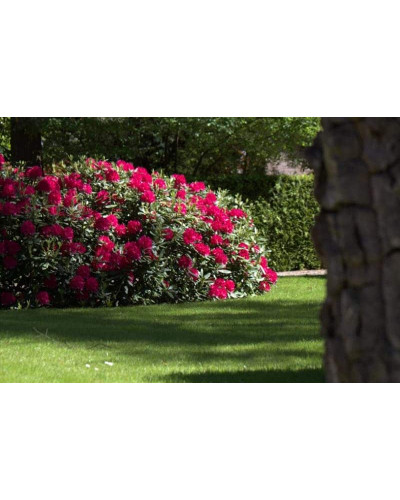 Рододендрон Нова Зембла | Rhododendron Nova Zembla| Рододендрон Нова Зембла (красный, вечнозелёный)