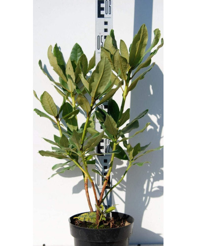 Рододендрон Нова Зембла | Rhododendron Nova Zembla| Рододендрон Нова Зембла (красный, вечнозелёный)