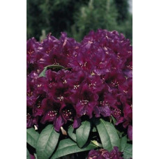Рододендрон Поларнахт | Rhododendron Pollarnight