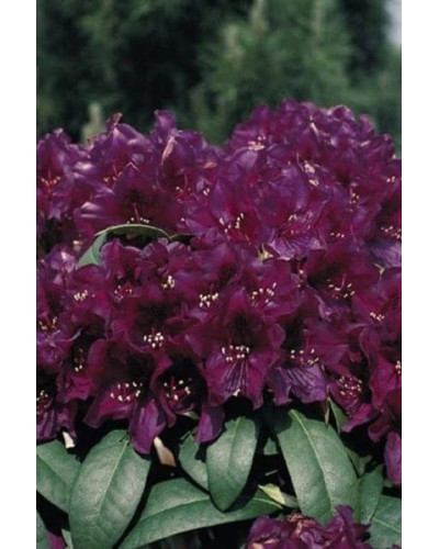 Рододендрон Поларнахт | Rhododendron Pollarnight