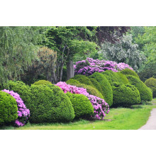 Рододендрон Поларнахт | Rhododendron Pollarnight