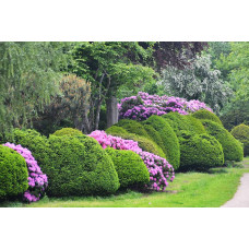 Рододендрон Поларнахт | Rhododendron Pollarnight
