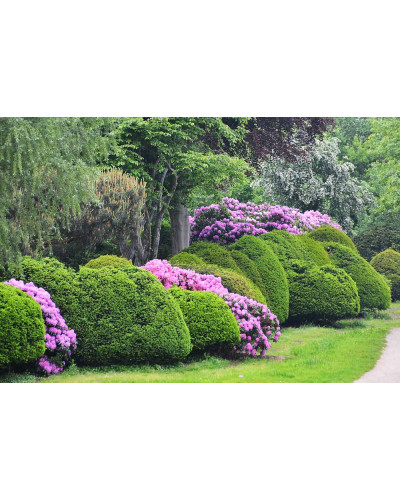 Рододендрон Поларнахт | Rhododendron Pollarnight