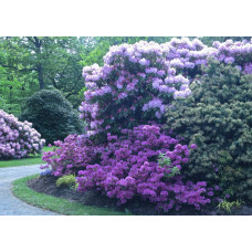 Рододендрон Поларнахт | Rhododendron Pollarnight