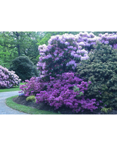 Рододендрон Поларнахт | Rhododendron Pollarnight