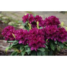 Рододендрон Поларнахт | Rhododendron Pollarnight