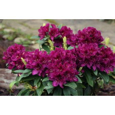 Рододендрон Поларнахт | Rhododendron Pollarnight