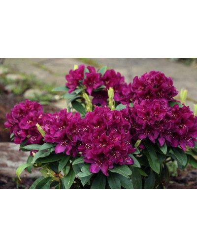 Рододендрон Поларнахт | Rhododendron Pollarnight