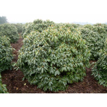 Рододендрон Поларнахт | Rhododendron Pollarnight