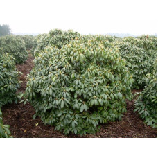 Рододендрон Поларнахт | Rhododendron Pollarnight