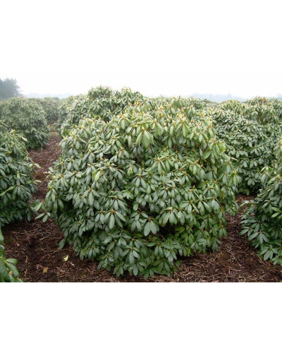 Рододендрон Поларнахт | Rhododendron Pollarnight