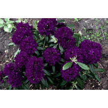 Рододендрон Поларнахт | Rhododendron Pollarnight
