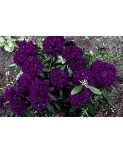 Рододендрон Поларнахт | Rhododendron Pollarnight