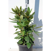 Рододендрон Поларнахт | Rhododendron Pollarnight