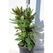 Рододендрон Поларнахт | Rhododendron Pollarnight