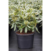 Рододендрон Поларнахт | Rhododendron Pollarnight