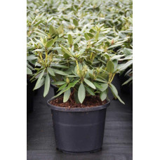 Рододендрон Поларнахт | Rhododendron Pollarnight