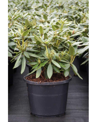 Рододендрон Поларнахт | Rhododendron Pollarnight